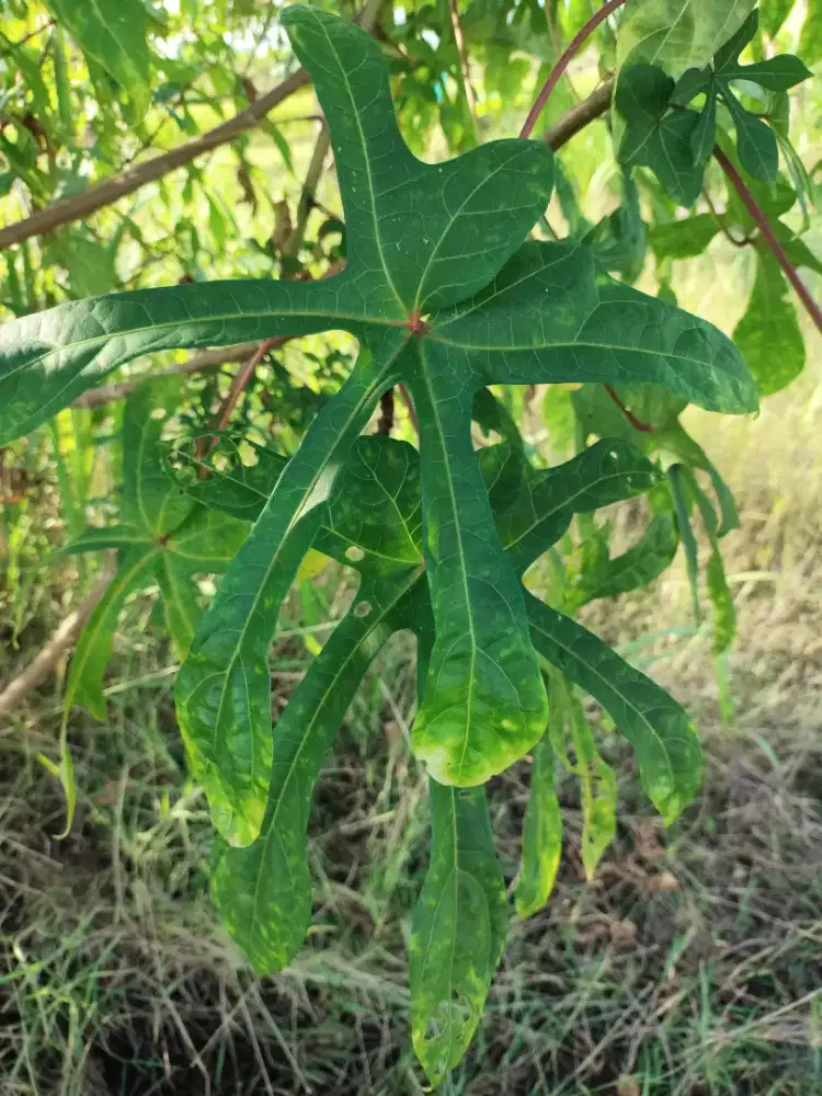 Ketela papua / telo papua