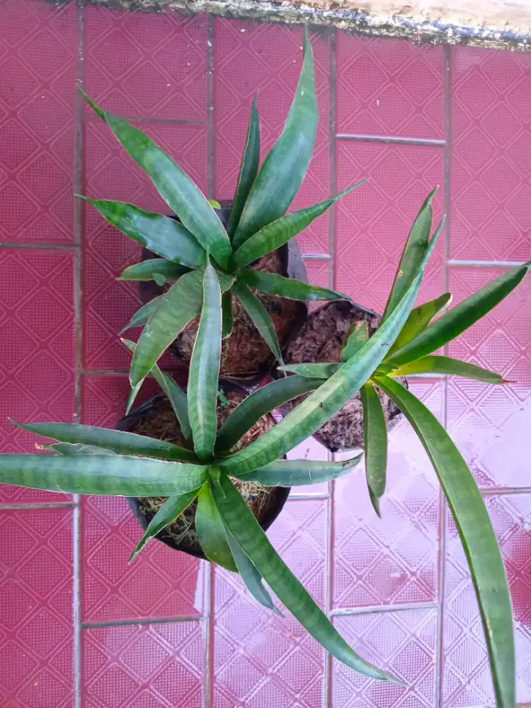 Tanaman hias sansivera cylindrica