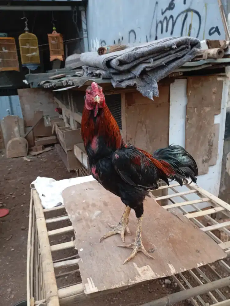 Jual Ayam Bangkok