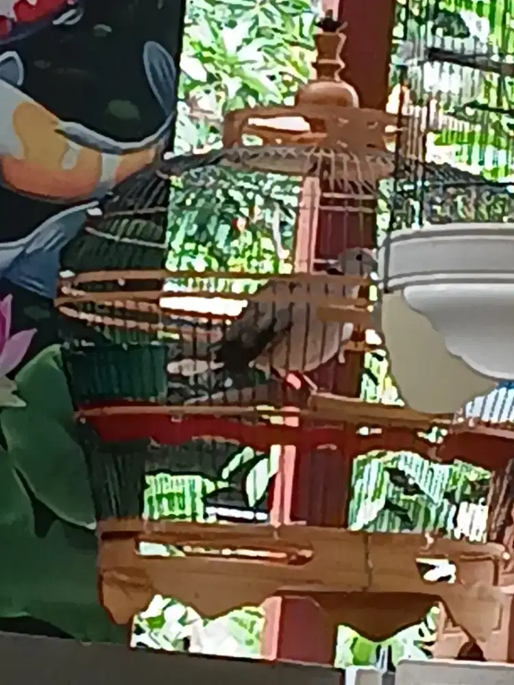 CUHU DARI SILANGAN DERKUKU PUTIH DAN PUTER PUTIH KOMPLIT SANGKAR.