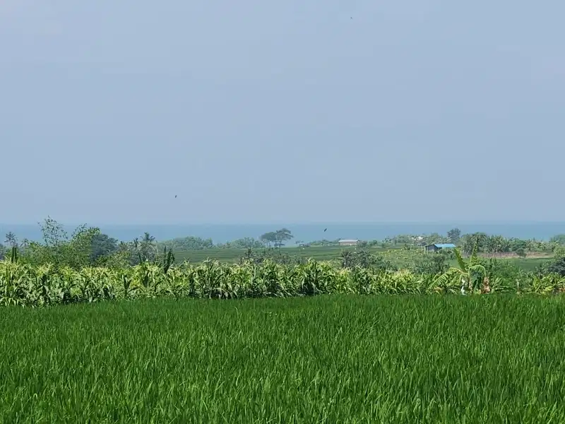 Tanah View Laut dan Sawah di Kelating Tabanan, Cocok untuk Villa