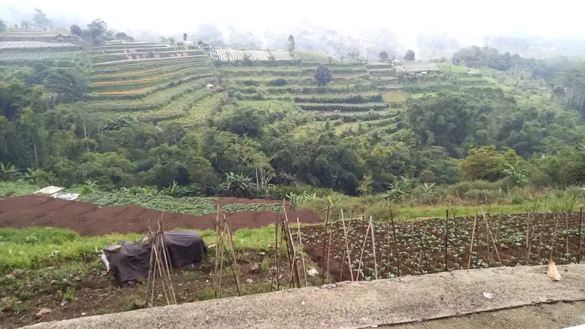 Tanah Luas View Gunung dan Hutan di Bedugul