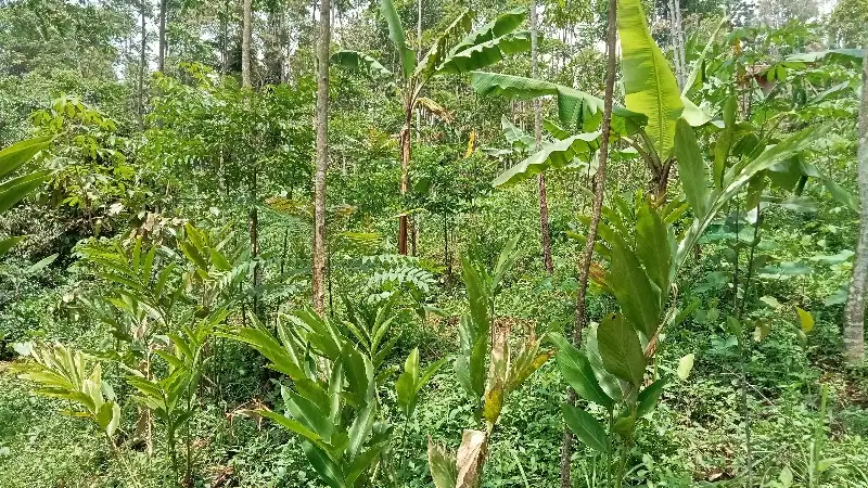 Tanah Kebun, Lt. 400 m, Udara Sejuk, Darangdan, PWK.