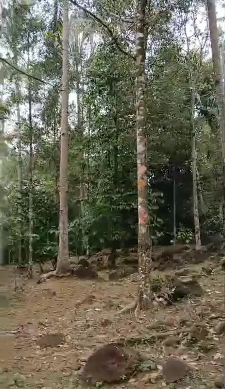 Dijual tanah kebun cengkeh produktif, 4 Ha, 2 ton/panen, 600 juta