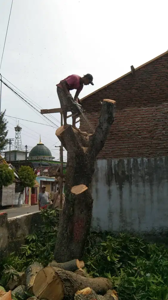 tebang pohon malang