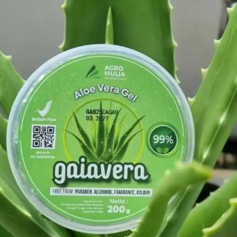 Gel Lidah Buaya 100% Organik Aloe Vera Asli Pelepah Lidah Buaya Segar