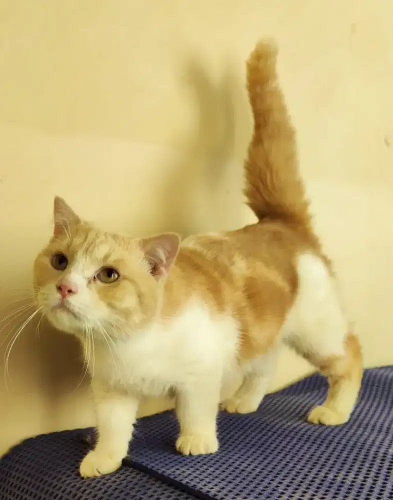 Munckhin Scottish Fold