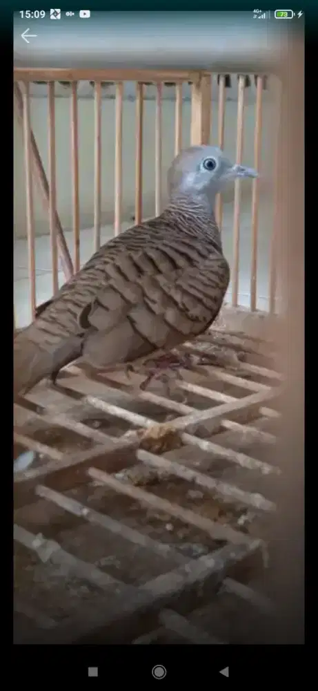 Burung perkutut lokal Sri tumpuk