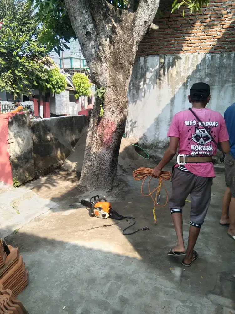 Tebang pohon plus area malang
