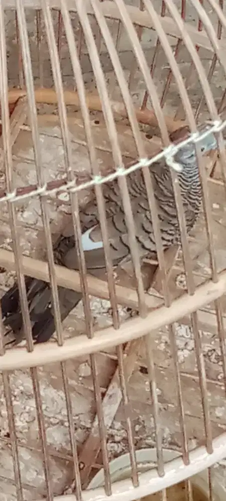 Perkutut katuranggan Cendolo sabdo