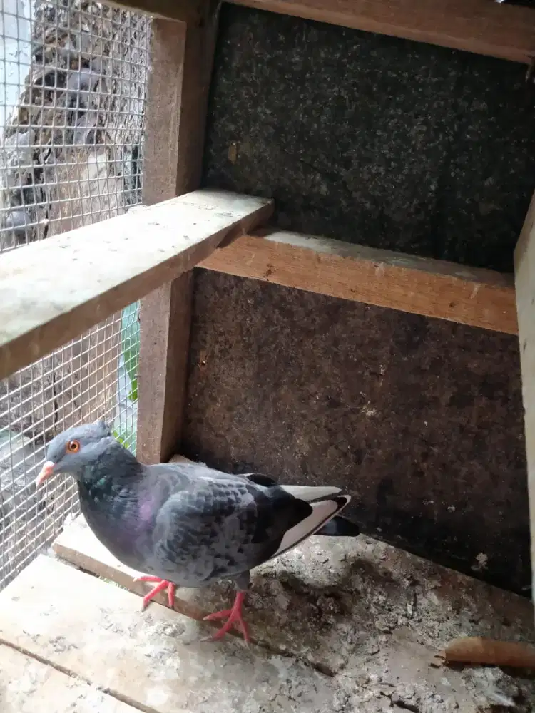 Di jual burung merpati