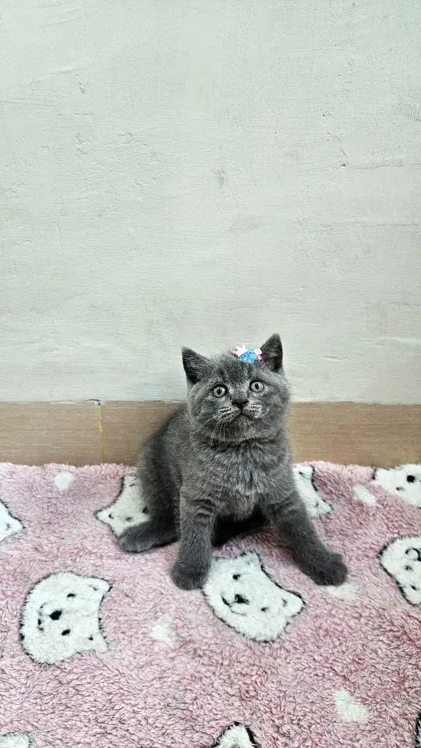 British Shorthair X Scottish Fold