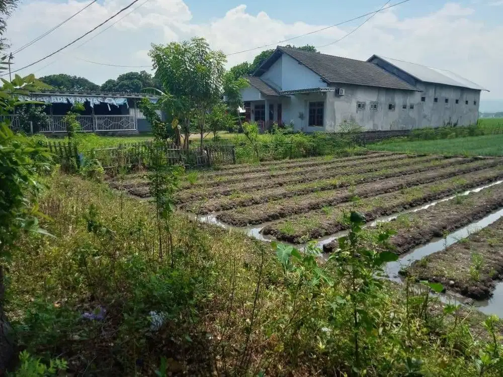 Dijual Tanah Nol Jalan Provinsi Jl. Raya Pasir Putih,Besuki Situbondo