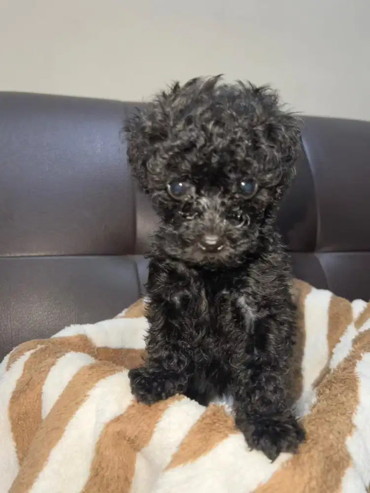 Toy poodle black Betina