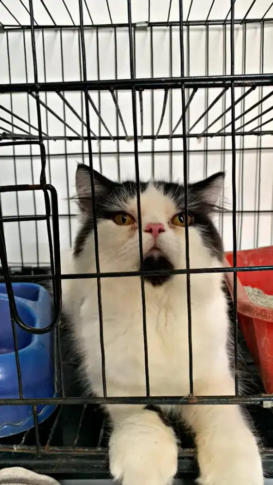 Kucing flatnose pesek plus kandang tinggkat