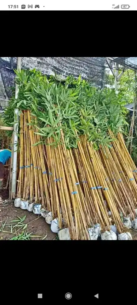 Bambu kuning/bambu panda
