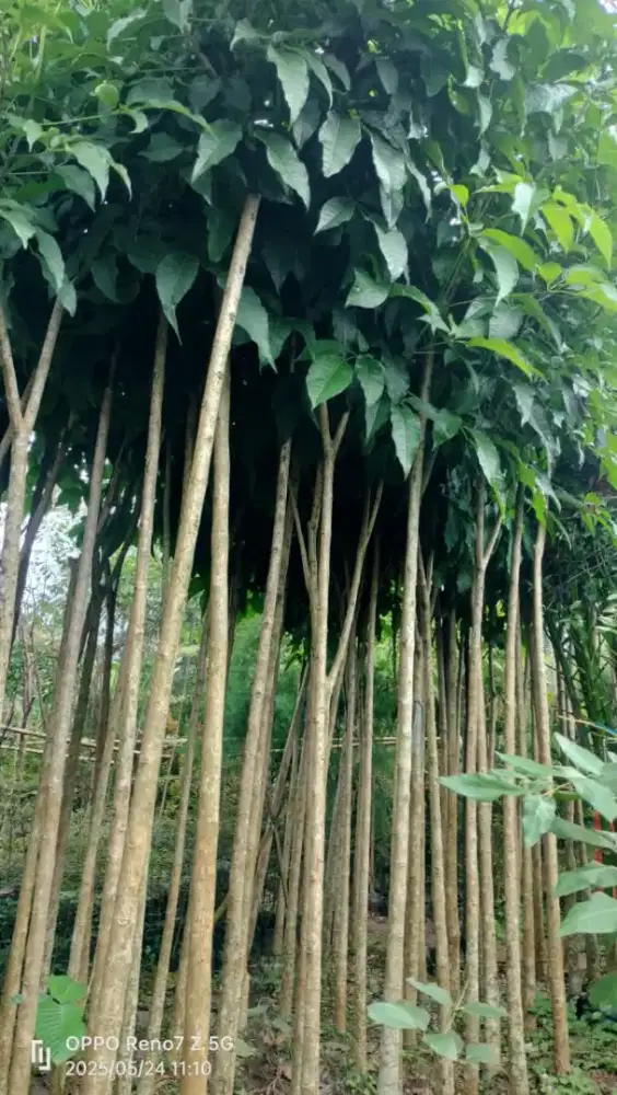 Tabibuya pink/ungu tinggi 2/3 mtr