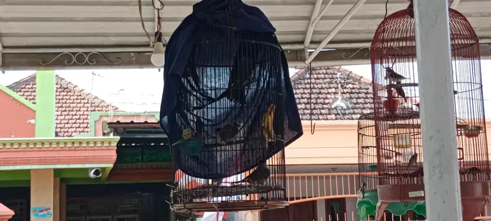 Burung gentilang Jawa gacoran