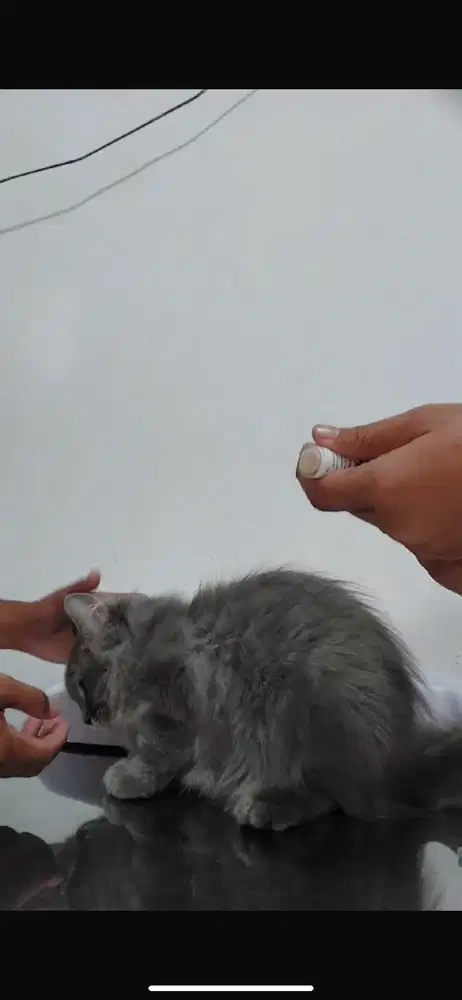 kucing mainecoon x persia udia 1tahun