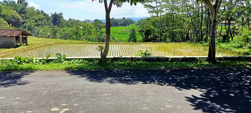 Dijual tanah pertanian subur dijumantono dekat pasar gembong