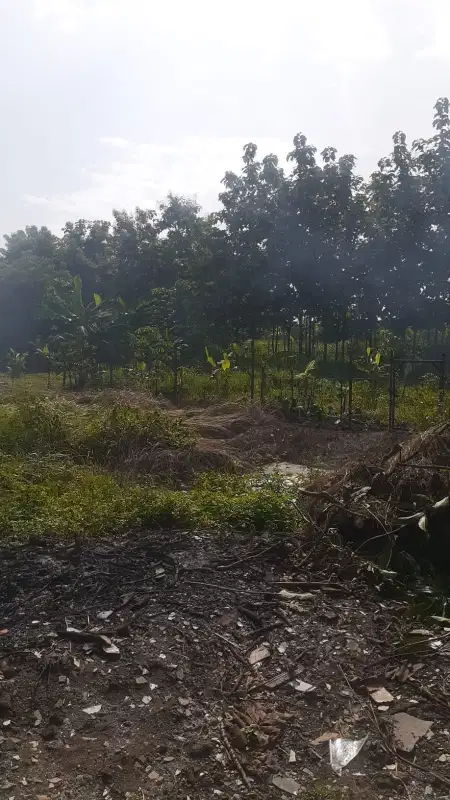 Tanah Jangli Burangrang Dekat Tembalang Undip