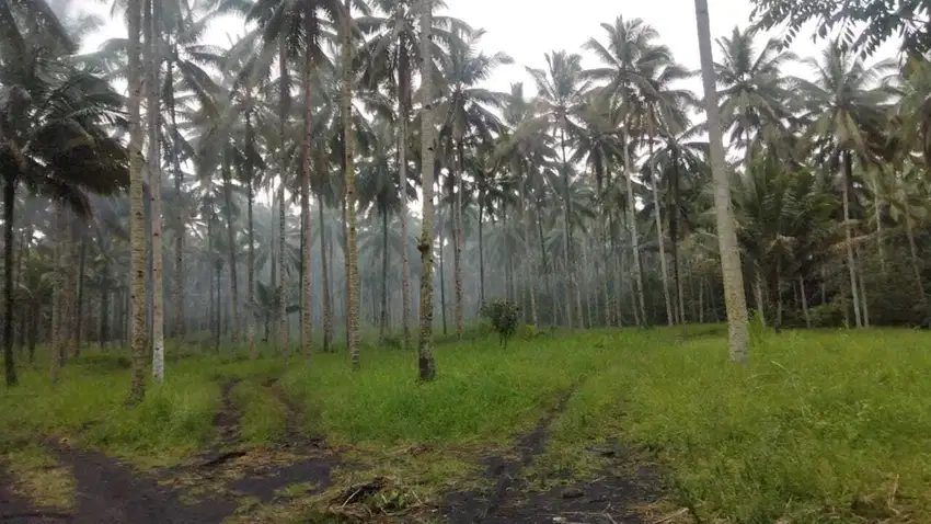 Tanah Perkebunan Luas 106 Hektar isi Pohon Kelapa