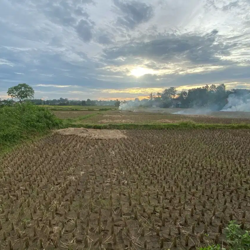 Tanah Sawah Padat Babat, Legok Tangerang Banten