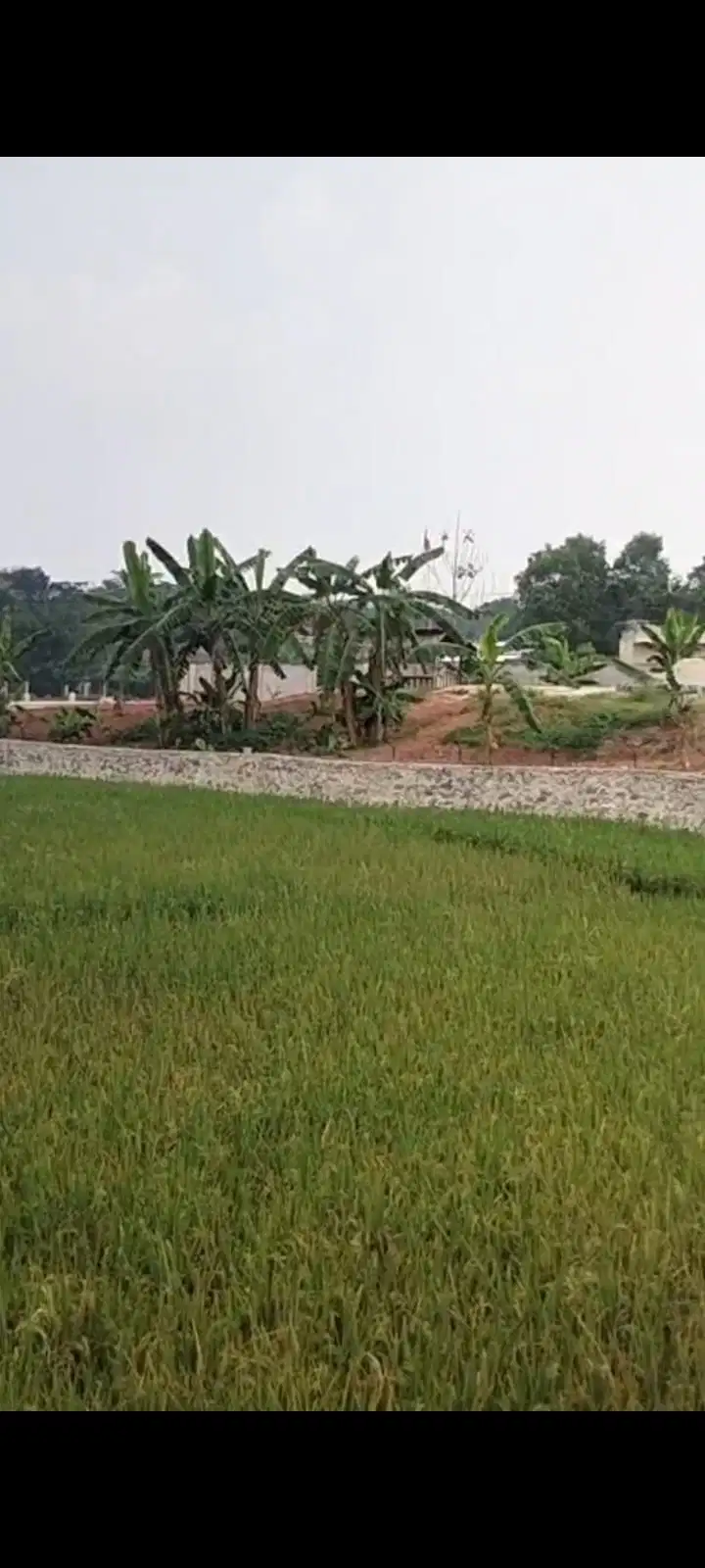 TANAH DAN SAWAH POSISI STRATEGIS DI PARUNG PANJANG