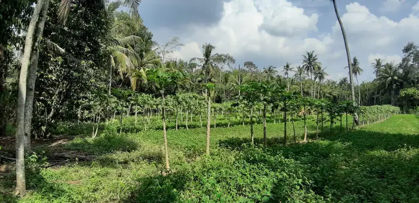 Dijual Tanah Luas Strategis Cocok Untuk Usaha Dan Investasi Di Kebumen