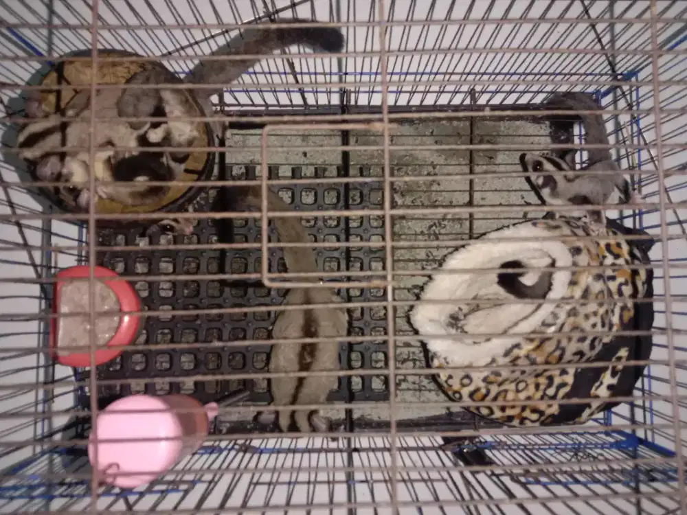 DiJual Murah!!!Sugar Glider Classic Grey