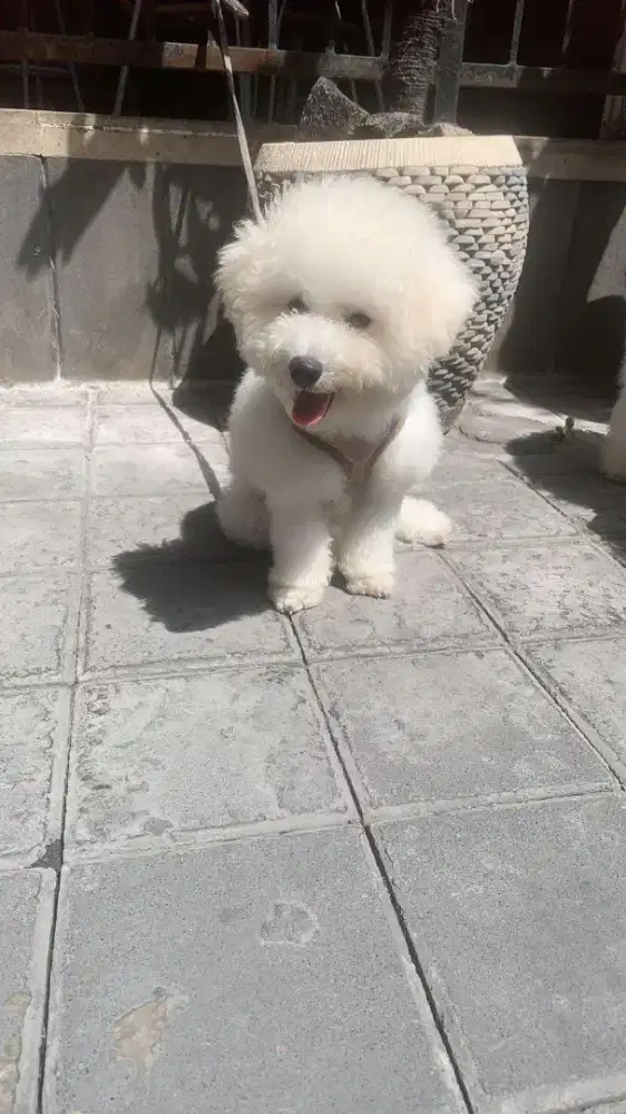 Mini Bichon Frise