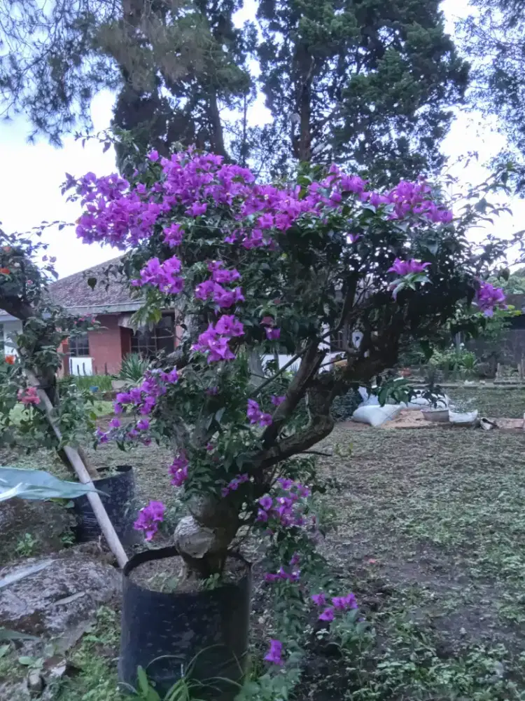 Pohon bougenvile