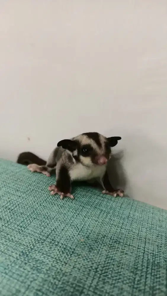 JUAL SUGAR GLIDER JOEY CLASSIC GREY UMUR 2/3 BULAN