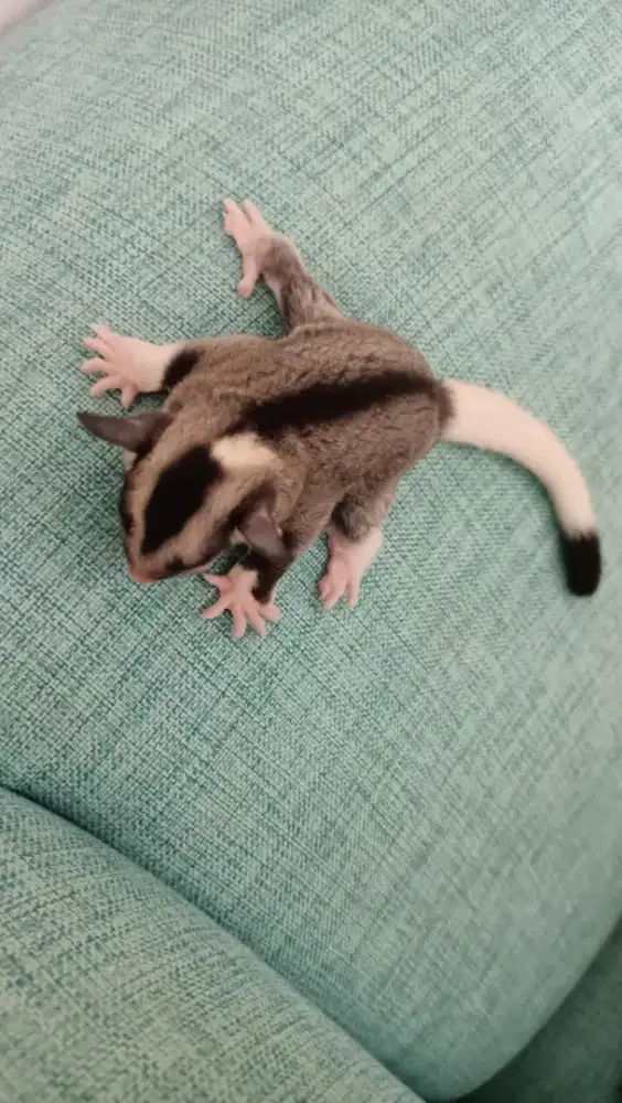 JUAL SUGAR GLIDER MOZAIC LUCU IMUT