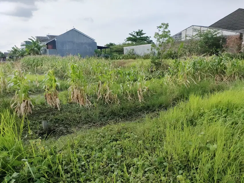 Dijual Tanah Lokasi Strategis Di Jl. Graha Mukti Tlogomulyo Semarang