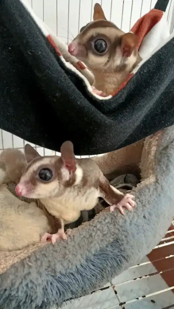 JUAL SUGAR GLIDER CLASSIC GREY MATURE