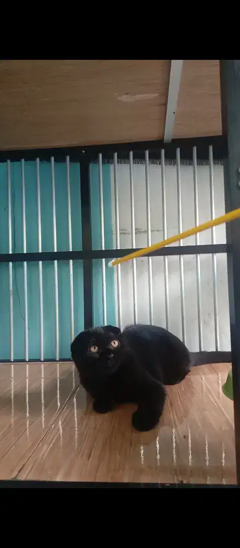 Kucing || Scottish Fold Black
