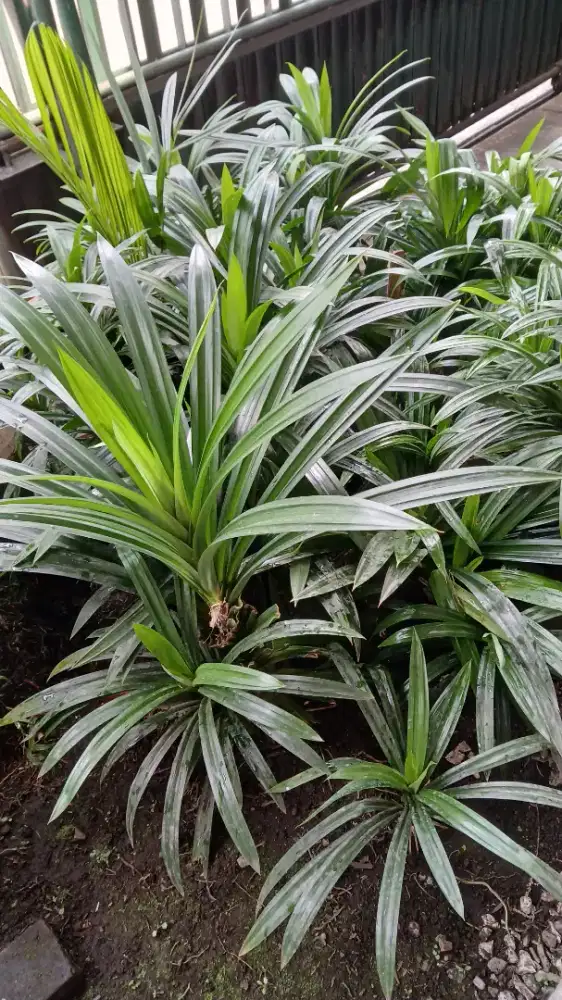 Pohon tanaman daun pandan