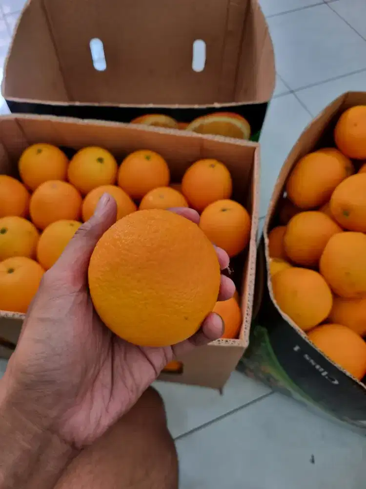 Jeruk Sunkist Valencia Import Afrika