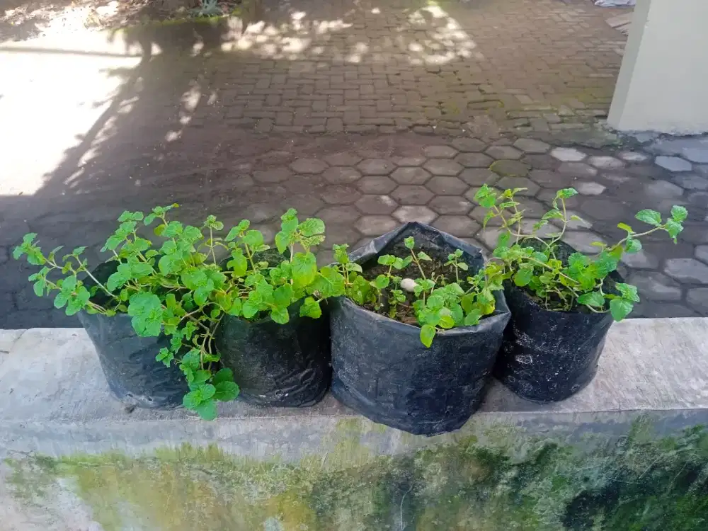 BIBIT DAUN MINT
