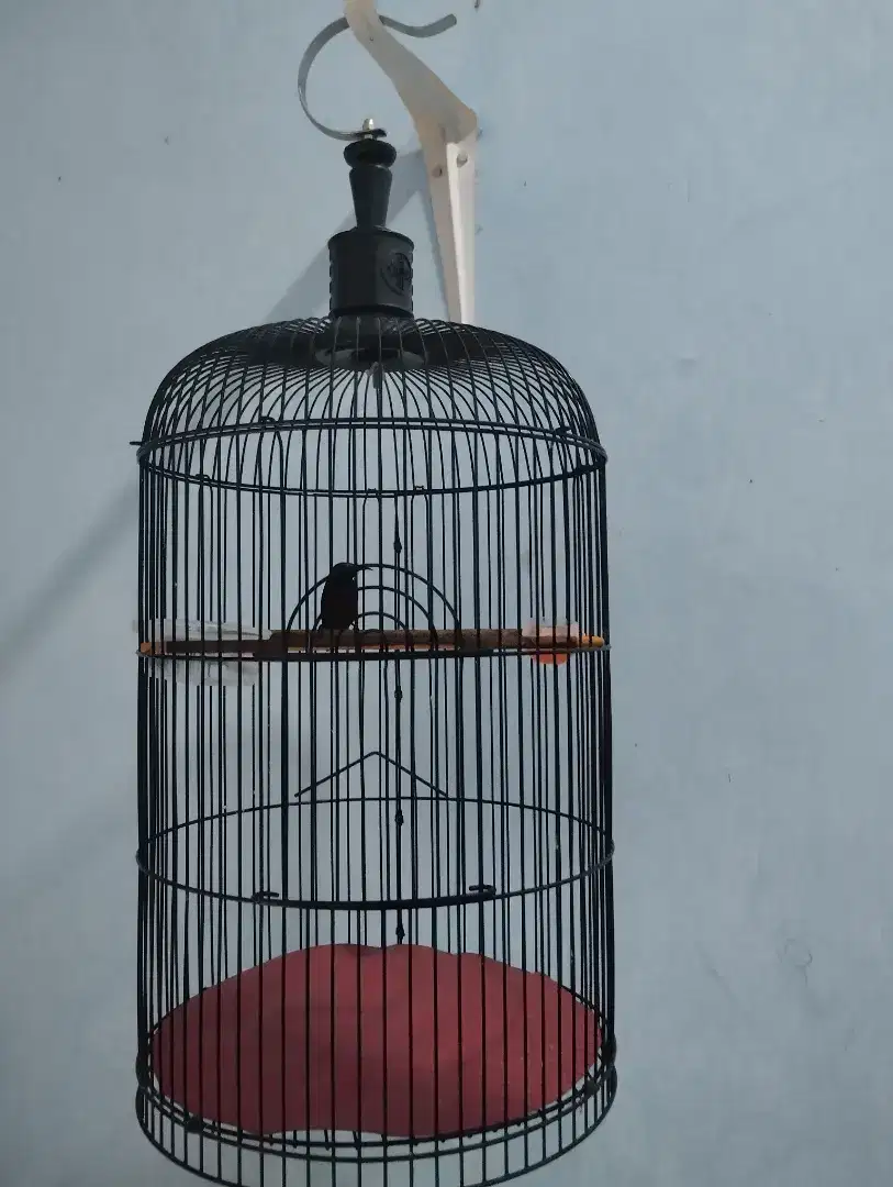 Burung konin dada merah