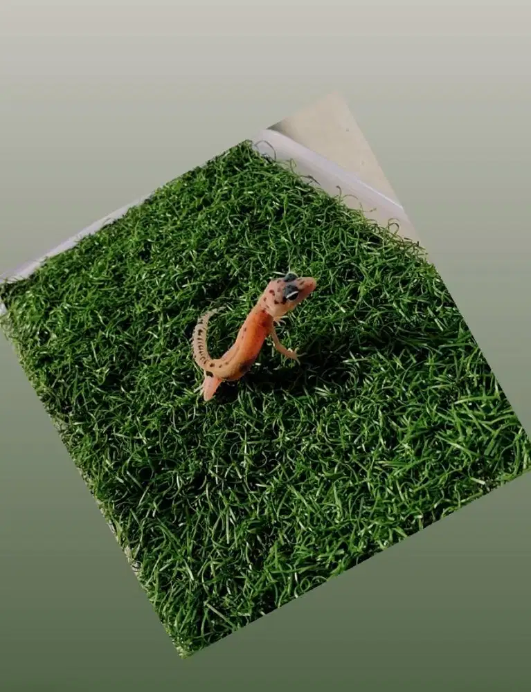 BABY LEOPARD GECKO / LUCU DAN MENGGEMASKAN