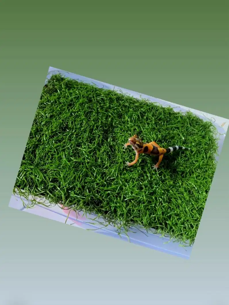 LEOPARD GECKO / LUCU DAN MENGGEMASKAN