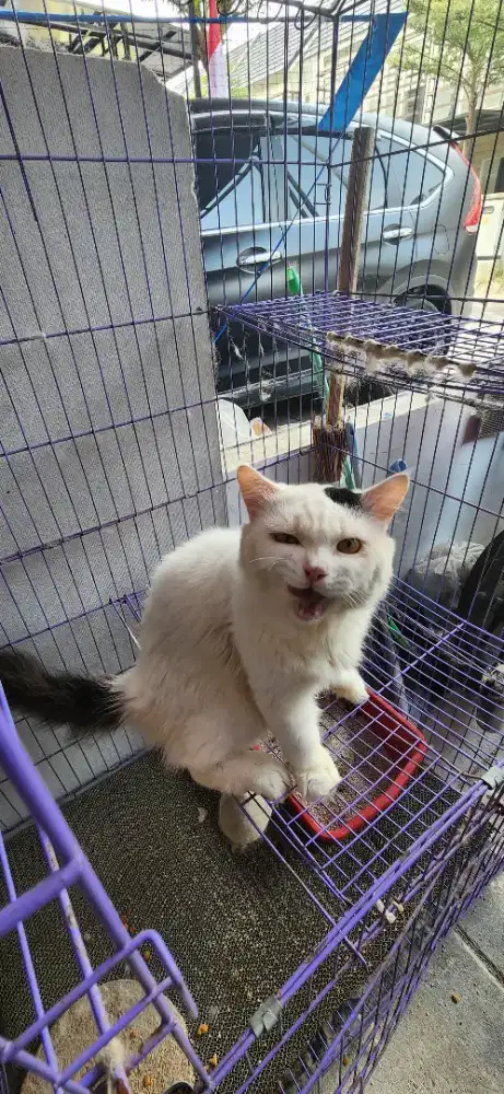 Jual Kandang free Kucing Persia