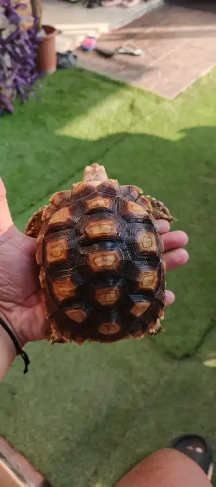 Sulcata Tortoise
