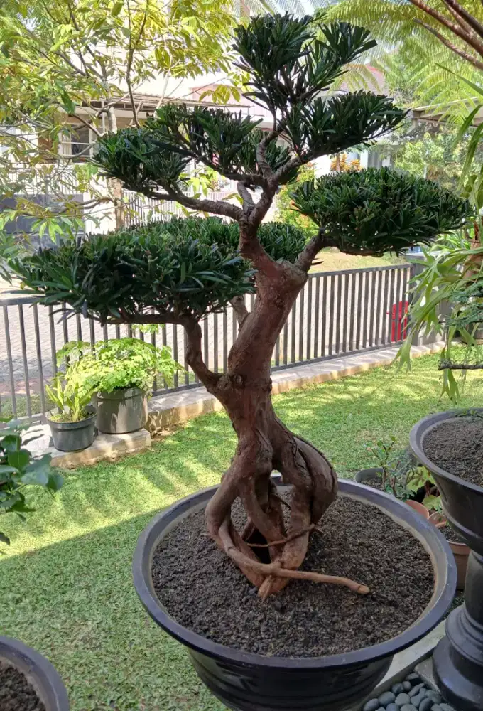 Bonzai LUHONGSU 2,5 jt