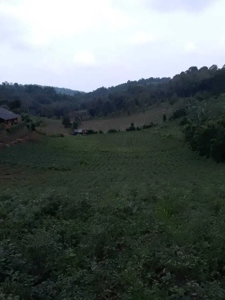 di jual lahan di Kutawaringin Sukaresmi cianjur