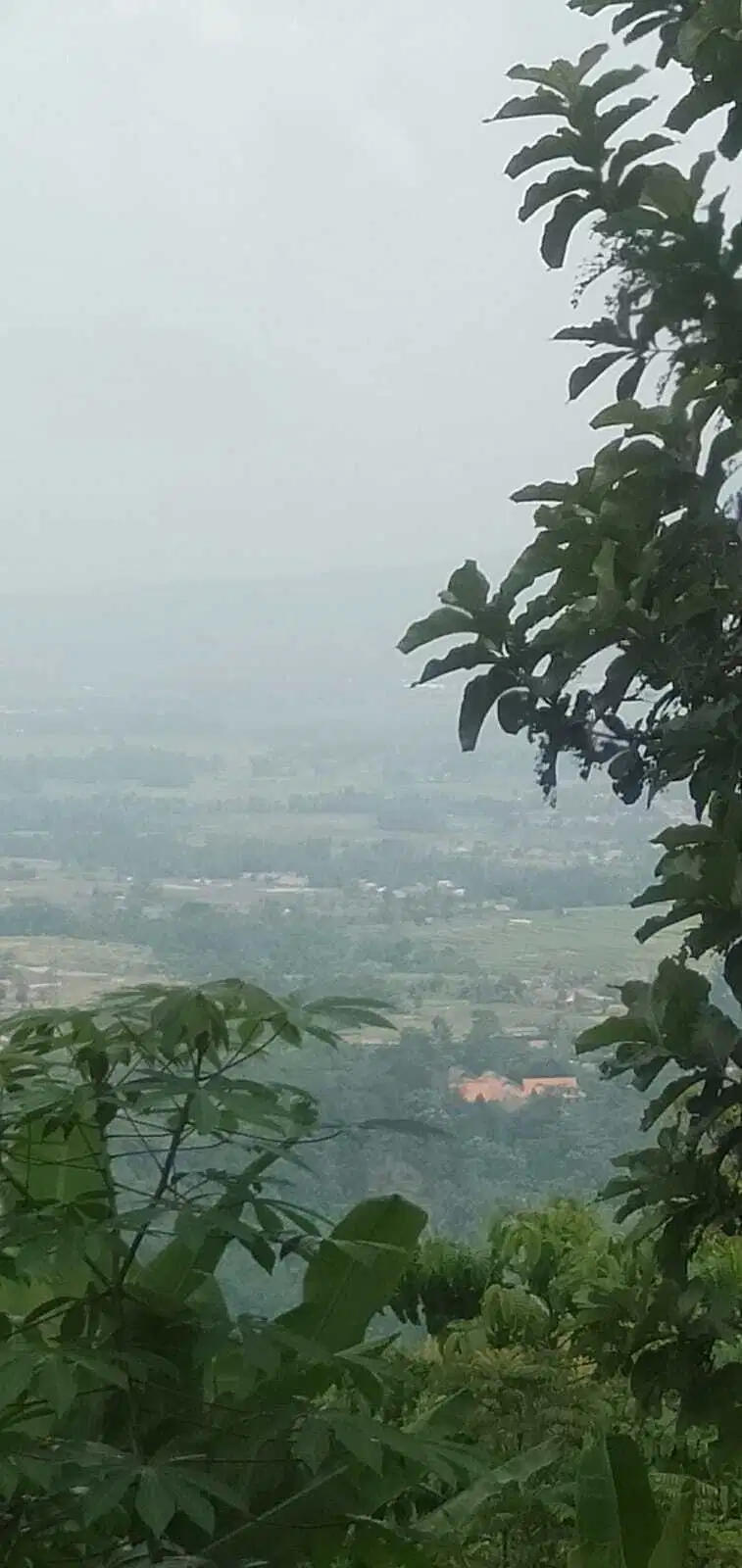 Jual Kebun Jati luas 16,000m2, usia pohon diatas 17th, harga nego
