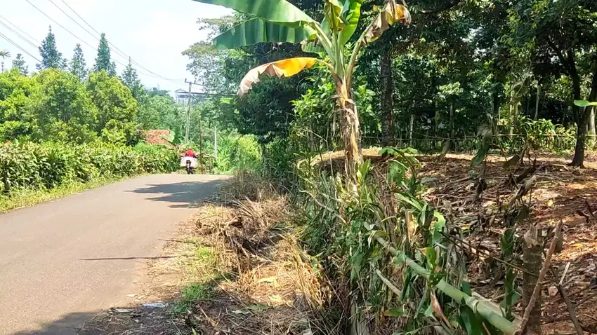 Dijual Cepat TERMURAH Tanah Kebun Duren Montong 1646 m² SHM di Rumpin