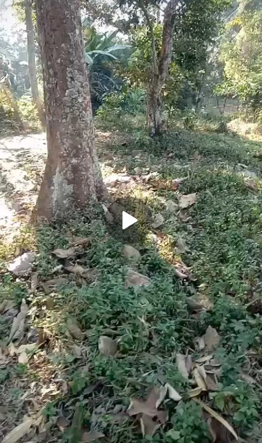 Dijual tanah perkebunan durian di Wonosalam, Jombang
